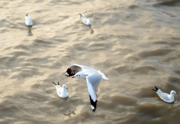 Flying seagulls in action at Bangpoo — Stock Photo, Image