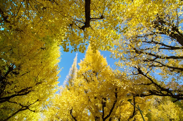 Ginkgo bomen in de tuin, tokyo, japan — Stockfoto