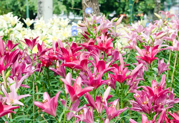 Pink and white lily in park — Stock Photo, Image