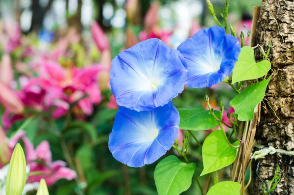 Bir bahçede mavi petunyaların