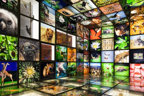 Inside the nature showroom — Stock Photo, Image