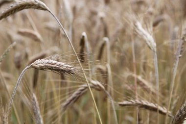 buğday kulak alanı