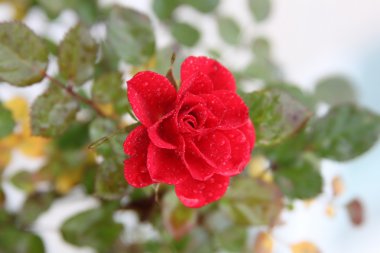 vahşi kırmızı gül