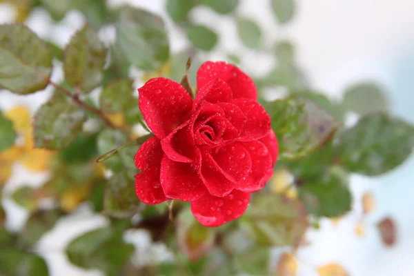 Wild red rose — Stock Photo, Image