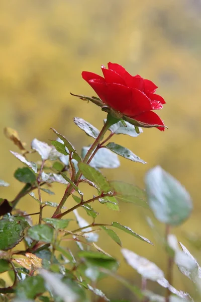 Single wild red rose on the yellow background — Stock Photo, Image