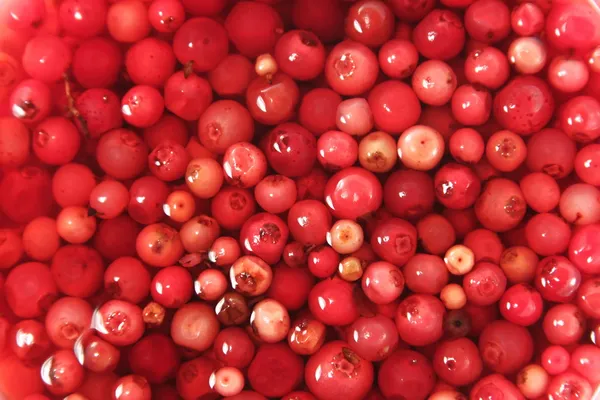 Soaked cowberry background — Stock Photo, Image