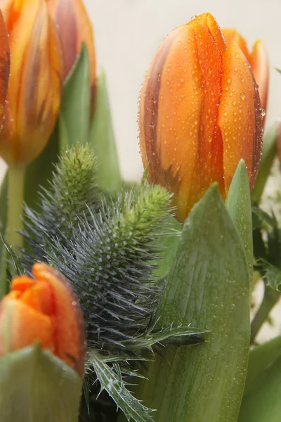 Manojo de tulipanes y Eryngium o brote vertical cerca —  Fotos de Stock