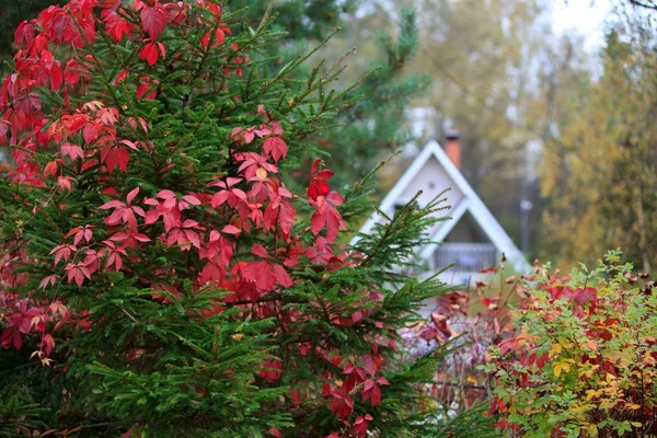 Autumn forest house — Stock Photo, Image