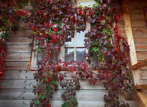 Leaf window — Stock Photo, Image