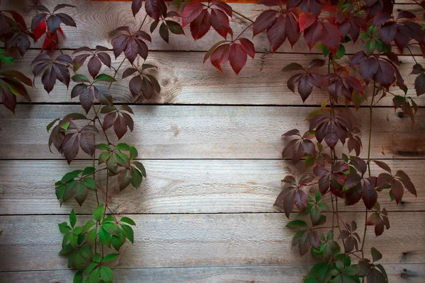 Wooden wall leaf — Stock Photo, Image