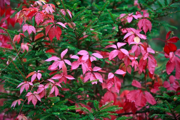 Autumn leaf wall — Stock Photo, Image