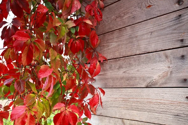 Wooden wall leaf — Stock Photo, Image