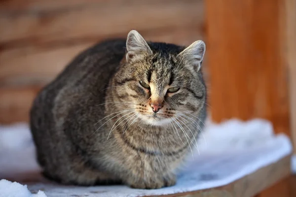 Katt ganska — Stockfoto