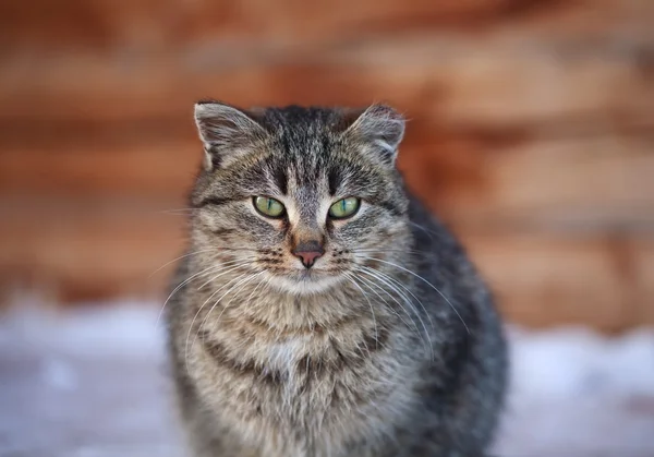 漂亮的猫 — 图库照片