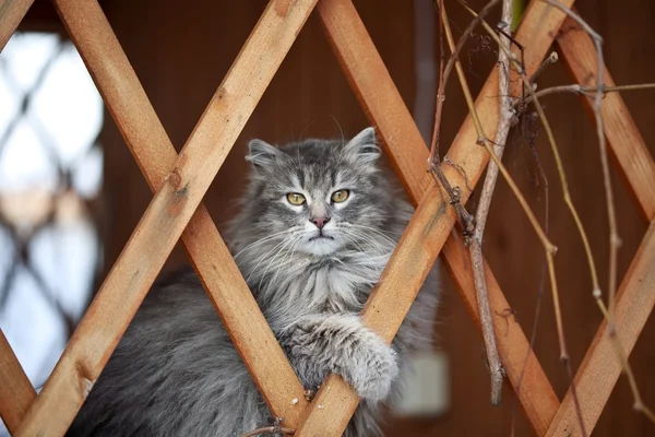 漂亮的猫 — 图库照片