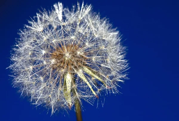 Dandelion blue — Stock Photo, Image