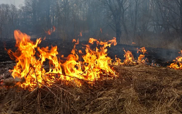 Ateş baharı — Stok fotoğraf
