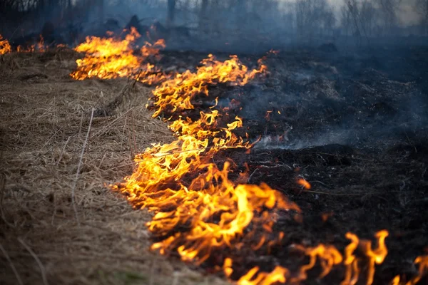 Fuego hierba primavera —  Fotos de Stock