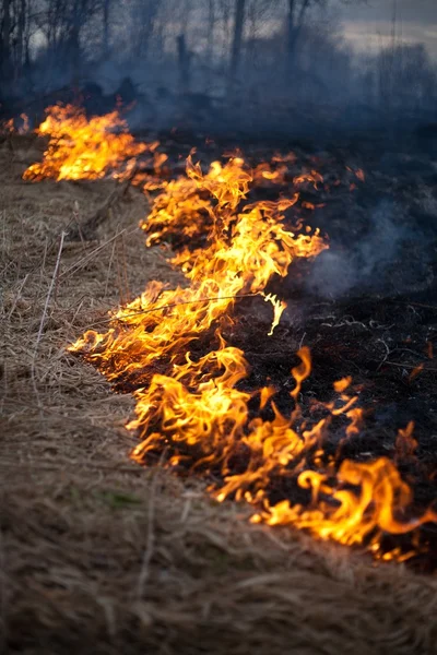 Herbe de feu printemps — Photo