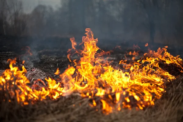 Fire grass spring — Stock Photo, Image