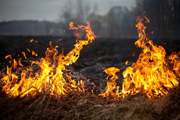 Вогонь трава весни — стокове фото