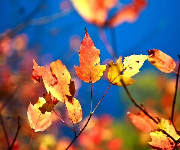 Hoja de otoño —  Fotos de Stock