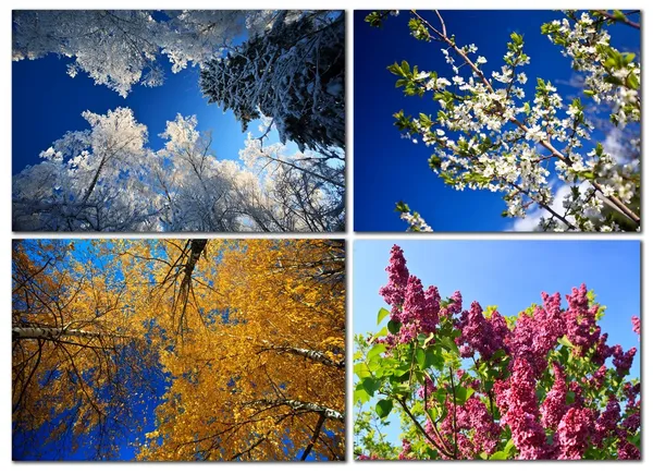 Four seasons. Nature in spring, summer, autumn and winter. — Stock Photo, Image