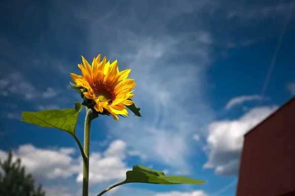 Bunga matahari bumblebees — Stok Foto