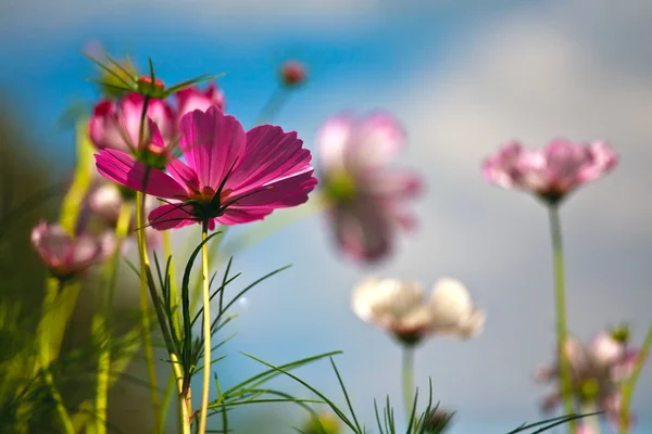 Summer morning — Stock Photo, Image