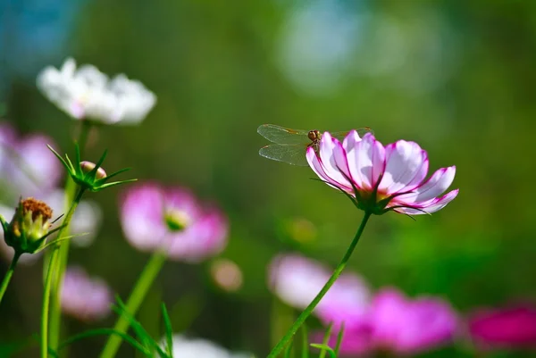 Sommermorgen-Libelle — Stockfoto