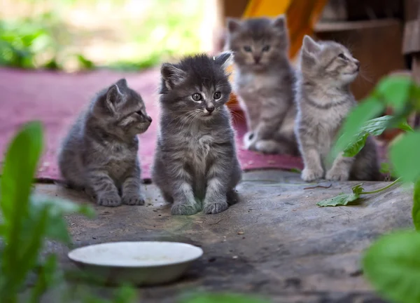 Kedi hayvanları — Stok fotoğraf