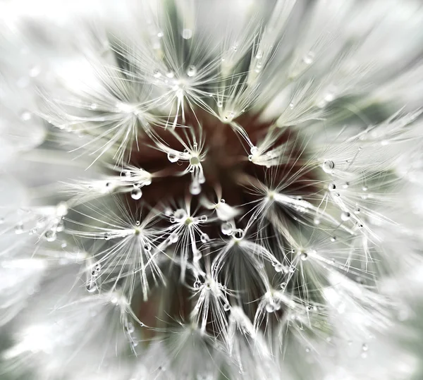 Dandelion drops — Stock Photo, Image