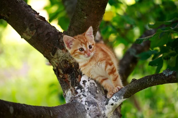 Chat jolie sieste — Photo