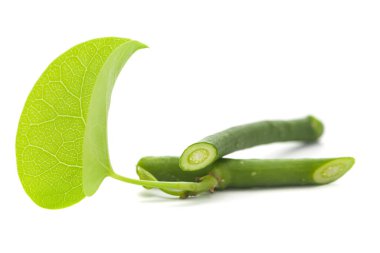 Organik Gulvel veya Giloy veya Tinospora cordifolia şifalı bitkisine (Kalp yapraklı ay tohumu, guduchi, giloy, crispa) yakın çekim taze yeşil yaprak ve beyaz arka grubun üzerine izole edilmiş kök