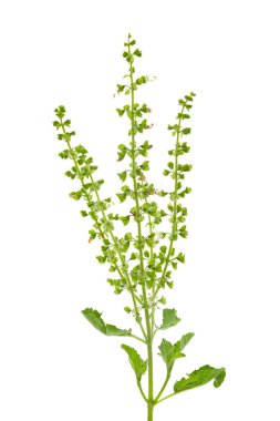Organik bitki kutsal fesleğen (Ocimum tenuiflorum) taze yeşil yaprak ve beyaz arkaplanda izole edilmiş gövde