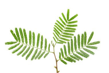 Prospopis Cineraria 'nın dini çiçeğine yakın plan, diğer bir deyişle Gthe veya Shami, beyaz üzerine izole edilmiş. 