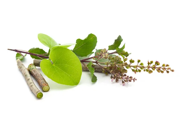 Macro closeup of organic Gulvel or Giloy  (Tinospora cordifolia) herb with organic holy basil (Ocimum tenuiflorum) fresh green leaf and stem isolated over white background