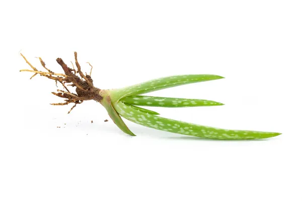 Detailní Záběr Ekologické Zelené Čerstvé Aloe Vera Rostlina Kořenem Vlhkou — Stock fotografie