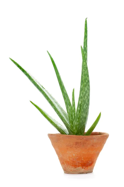 Detailní Záběr Ekologické Zelené Čerstvé Aloe Vera Rostlina Staré Ručně — Stock fotografie