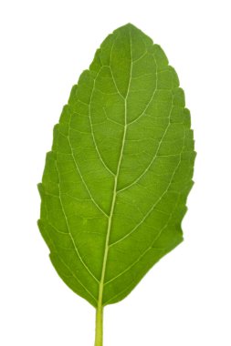 Beyaz zemin üzerinde izole edilmiş organik yeşil Basil veya Tulsi (Ocimum tenuiflorum) yakın plan