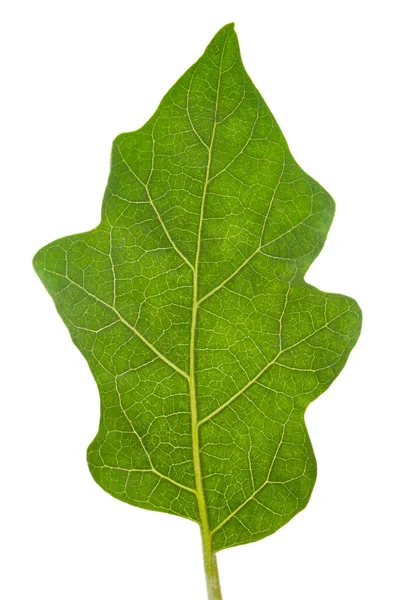 Detailní Záběr Ekologicky Zeleného Čerstvého Listu Lilku Solanum Melongena Izolovaného — Stock fotografie