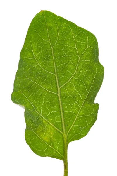 Detailní Záběr Ekologicky Zeleného Čerstvého Listu Lilku Solanum Melongena Izolovaného — Stock fotografie