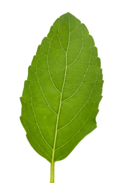 白背景上分离的有机绿色新鲜罗勒或图尔西 Ocimum Tenuiflorum 的特写 — 图库照片