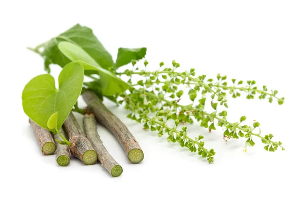 Organik Gulvel veya Giloy (Tinospora cordifolia) bitkisinin organik kutsal fesleğen (Ocimum tenuiflorum) taze yeşil yaprak ve beyaz arka grubun üzerine izole edilmiş gövde