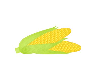  Yapraklı iki olgun mısır. Vektör illüstrasyonu beyaz arkaplanda izole edildi.