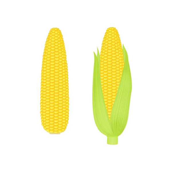 Fresh Corn Cobs Isolated White Background Vector Illustration Design — Stock Vector