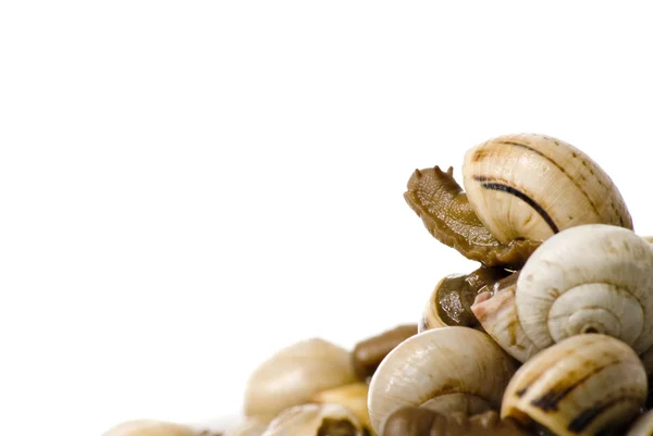 Bowl of snails in garlic, typical plate of Spain and France — Stock Photo, Image