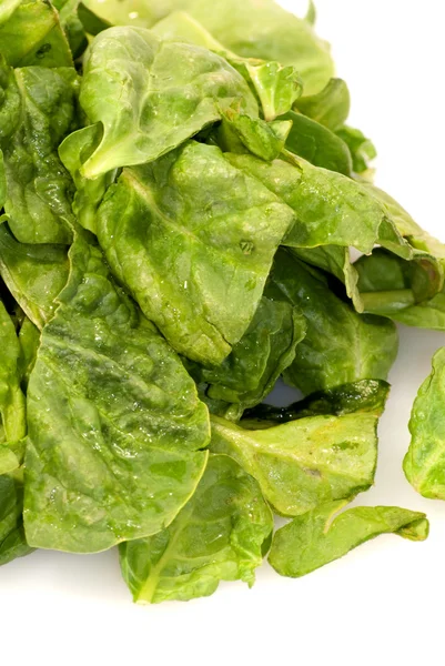 Foglie verdi fresche spinaci su sfondo bianco — Foto Stock