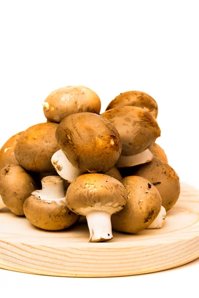 Grupo Cogumelos Fundo Branco — Fotografia de Stock