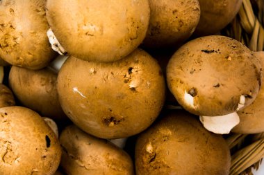 Grup beyaz arka plan üzerinde mantar